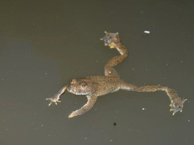 ASCII                                       