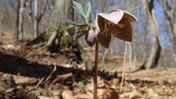 A tavasz korai hírnökei - a hunyorok nyomában