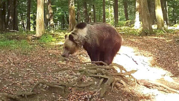 Authentic about brown bears 2.