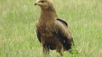 Az aratás vetett véget az „aratásnak”…, avagy békászó sasok (Clanga pomarina) átnyaralása a Bükkalján