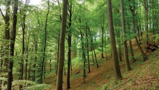 Az Erdők Nemzetközi Napja