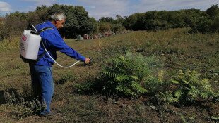 bálványfa, mirigyes bálványfa, bükki nemzeti park, természetvédelmi őrszolgálat, inváziós növény, invazív