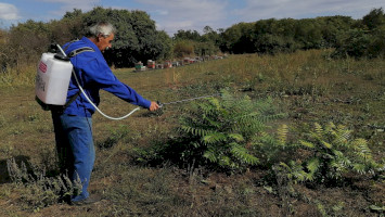 bálványfa, mirigyes bálványfa, bükki nemzeti park, természetvédelmi őrszolgálat, inváziós növény, invazív
