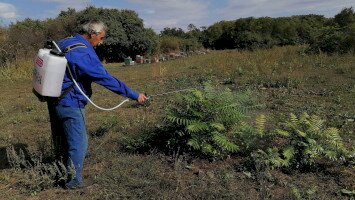 bálványfa, mirigyes bálványfa, bükki nemzeti park, természetvédelmi őrszolgálat, inváziós növény, invazív