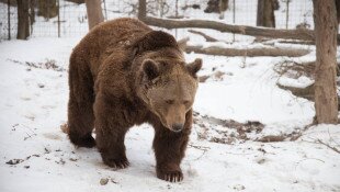 Barna medve (Ursus arctos) 