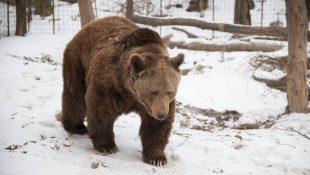 Barna medve (Ursus arctos) 