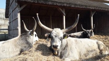 Befutó megérkezett Tarnaszentmiklósra