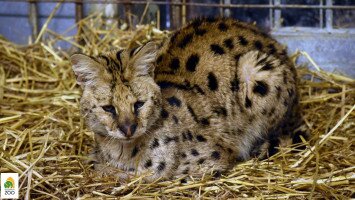 bükki nemzeti park igazgatóság, fővárosi állat- és növénykert, szervál