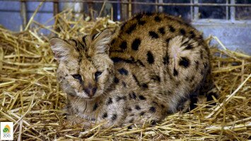 bükki nemzeti park igazgatóság, fővárosi állat- és növénykert, szervál