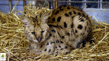 bükki nemzeti park igazgatóság, fővárosi állat- és növénykert, szervál