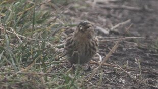 bükki nemzeti park igazgatóság, madármegfigyelés