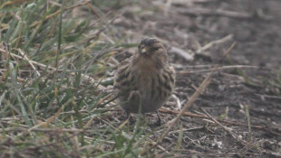 bükki nemzeti park igazgatóság, madármegfigyelés