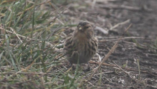 bükki nemzeti park igazgatóság, madármegfigyelés