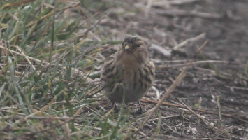 bükki nemzeti park igazgatóság, madármegfigyelés