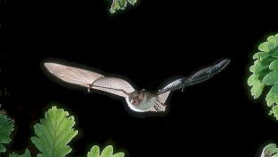 Bükki Nemzeti Park Igazgatóság, Szent István-barlang, Turizmus Világnapja, denevér