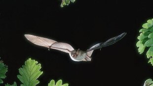 Bükki Nemzeti Park Igazgatóság, Szent István-barlang, Turizmus Világnapja, denevér