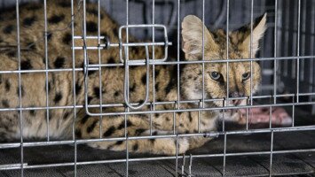 bükki nemzeti park igazgatóság, szervál, befogás, természetvédelmi őrszolgálat, állatkert