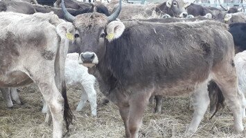 bükki nemzeti park igazgatóság, tarnaszentmiklós, kárpáti borzderes