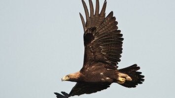 bükki nemzeti park igazgatóság, természetvédelem, sasleltár