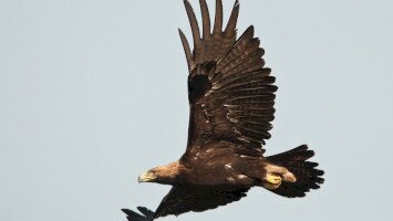 bükki nemzeti park igazgatóság, természetvédelem, sasleltár