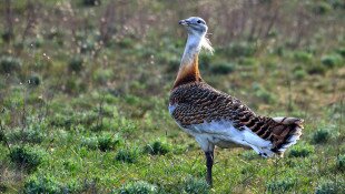 bükki nemzeti park igazgatóság, túzok, légvezeték, madárpusztulás, áramütés