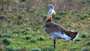 bükki nemzeti park igazgatóság, túzok, légvezeték, madárpusztulás, áramütés
