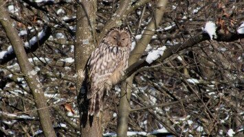 bükki nemzeti park igazgatóság, uráli bagoly, bagoly, természetvédelem