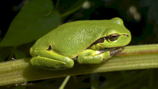 Bükkszék és környéke természeti értékeinek megőrzése – a kétéltűek szerepe és védelme