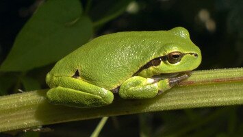 Bükkszék és környéke természeti értékeinek megőrzése – a kétéltűek szerepe és védelme