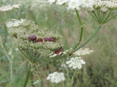                                                                                                                                 