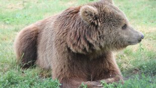 Csak hétfőn várható döntés a Csongrád megyében befogott medvéről