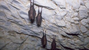 Cseppkövek és denevérek - Barlangok megőrzése a Bükki Nemzeti Park Igazgatóság működési területén 4. ütem KEHOP-4.1.0-15-2016-00017