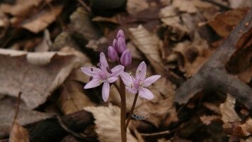 csillagvirág, Scilla drunensis, Mátra, természetvédelem