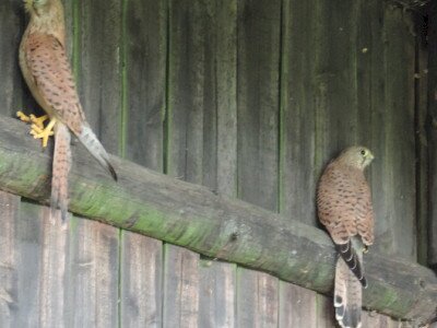 ��������                                                                                                                       �