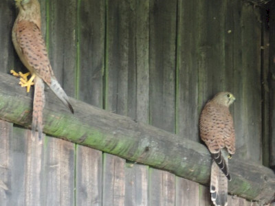 ��������                                                                                                                       �