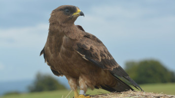 darázsölyv, vonulás, bükki nemzeti park, bükki nemzeti park igazgatóság, ragadozómadár,