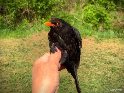 fekete_rigo_Ilku György