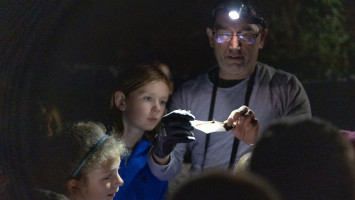 Denevérek násza a Bükkben