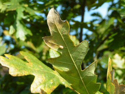                                                                                                                              