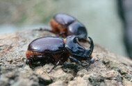Tájegységi esték - A Palócföld rovarvilága anno és napjainkban