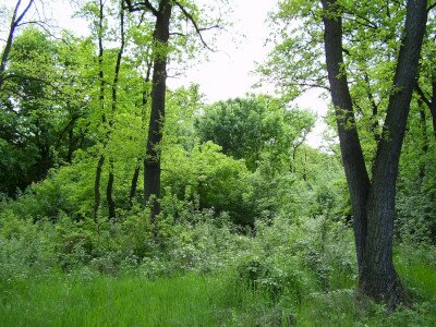                                                                                                                              