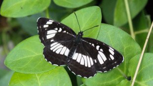 Egy hét egy faj 10. - A 40 éves Mátrai Tájvédelmi Körzetet ünnepeljük