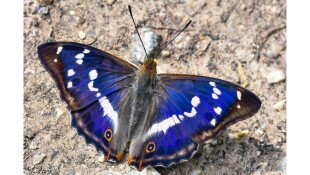 Egy hét egy faj 3. - A 40 éves Mátrai Tájvédelmi Körzetet ünnepeljük