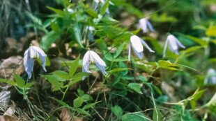 Egy hét egy faj 4. - A 40 éves Mátrai Tájvédelmi Körzetet ünnepeljük