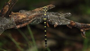 Egy hét egy faj 5. - A 40 éves Mátrai Tájvédelmi Körzetet ünnepeljük