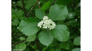 Egy hét egy faj 9. - A 40 éves Mátrai Tájvédelmi Körzetet ünnepeljük