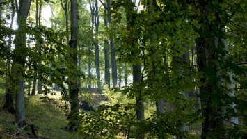 Élet az erdőben - LIFEinFORESTS