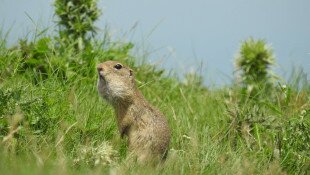 Életképes ürgeállomány fennmaradásának biztosítása a Pannon régióban - CitellusLIFE- 101202727