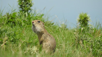 Életképes ürgeállomány fennmaradásának biztosítása a Pannon régióban - CitellusLIFE- 101202727