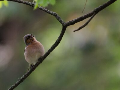 Erdei pinty (Fringilla coelebs)